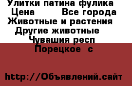 Улитки патина фулика › Цена ­ 10 - Все города Животные и растения » Другие животные   . Чувашия респ.,Порецкое. с.